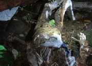 Polsek Pancur batu Identifikasi mayat Mr X.