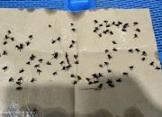 Desa Namorih Pancur Batu Darurat Lalat, PJ Bupati Deli Serdang Diminta Tutup Ternak Ilegal