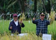 Wali Kota dan Wakil Wali Kota Gunungsitoli Hadiri Panen Raya Padi Serentak 