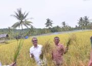 Bupati Nias Ikuti Kegiatan Panen Raya Serentak Dalam Rangka Percepatan Swasembada Pangan Nasional