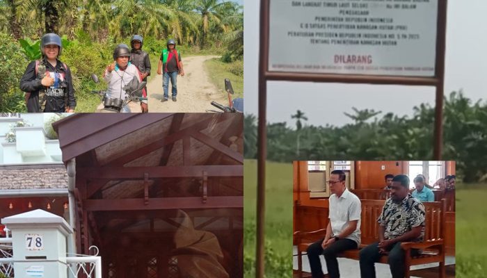 Kasus Perambahan Ratusan Hektar Hutan Mangrove di Tanjung Pura Jadi Perkebunan Sawit, Akuang Tak Ditahan Divonis 10 Tahun Dan Denda 856,8 M TBS Sawit Masih Dipanen