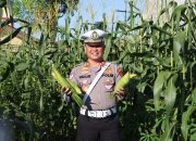 Sat Lantas Polres Nias Panen Jagung, Dukung Ketahanan Pangan dan Kesejahteraan Personil