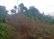 Tahap Satu Diperkirakan Baru Berjalan 25% , Tapi kini Sudah Garap Tahap Kedua, Program Peremajaan sawit Rakyat (PSR)