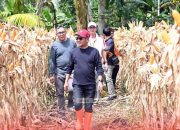 Bupati Nias Hadiri Panen Jagung Perdana di Lahan BUMDes Desa Umbu