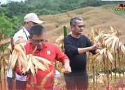 Bupati Nias Hadiri Panen Jagung Hibrida di Desa Hilifaosi Kecamatan Bawalato
