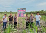 Dukung Ketahanan Pangan, Polsek Teluk Nibung Kontrol Lahan Jagung
