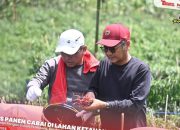 Bupati Nias Panen Cabai Di Lahan Ketahanan Pangan Desa Gazamanu