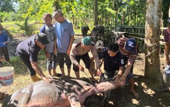Penyembelihan 10 Ekor Kerbau Kurban di Desa Amiria Bahagia Berlangsung Khidmat dan Penuh Kebersamaan