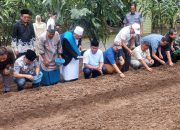 Sugiat Santoso Apresiasi Ponpes Al Hidayah Sei Mencirin Tanam 20 Hektar Bawang Merah 